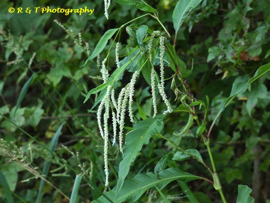 {Persicaria lapathifolia}